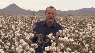 California Cotton Harvest [upl. by Buck]