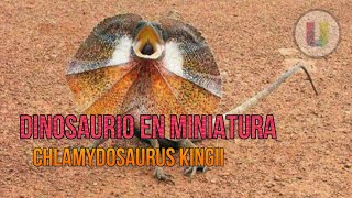 Lagarto de gorguera Chlamydosaurus kingii l Resubido [upl. by Clayborne]