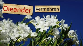 Oleander vermehren Stecklinge amp Sämlinge [upl. by Lemal]