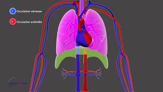 Chapitre 1 ICP  La circulation pulmonaire et systémique [upl. by Newel]