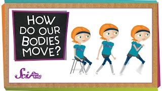 How Do Our Bodies Move [upl. by Ilime]