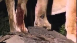 Documental de Leones Leones Vs Hienas Enemigos Eternos Especial National Geographic 480p [upl. by Aihsein]