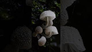 Macclesfield Forest Mushroom Photography [upl. by Putscher]