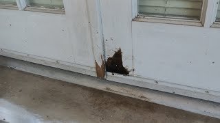 Repairing Rot on an Exterior Door [upl. by Lsiel546]