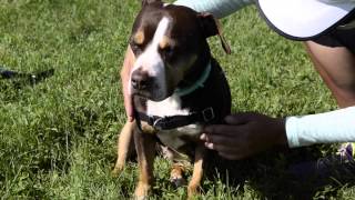 Easy Walk Harness Review by Dogwalker World [upl. by Syhr]