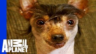 The Worlds Ugliest Most Loveable Dogs [upl. by Accalia]