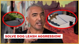 How to Stop Leash Aggression  Dog Nation [upl. by Anayi525]