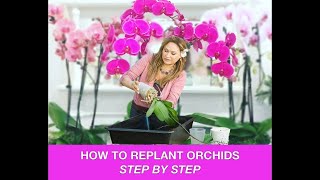 ORCHID CARE 🍃REPOTTING ORCHIDS REPLANTING ORCHIDS 🌿 Shirley Bovshow [upl. by Mehalick]