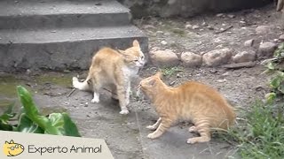 Peleas de gatos  Cats fighting [upl. by Eudoca]