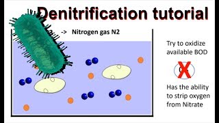 How does denitrification work and simultaneous nitrificationdenitrification [upl. by Aizahs]