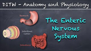 DITW  The Enteric Nervous System [upl. by Sukramal]