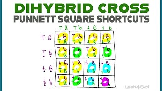 Dihybrid Cross Punnett Squares  MCAT Shortcut Mendelian Genetics Part 2 [upl. by Idnac766]