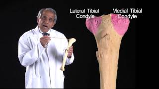 The Tibia  Anatomy Tutorial [upl. by Yssor]