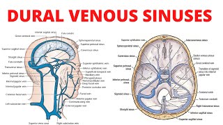 Dural Venous Sinuses [upl. by Eerbua]