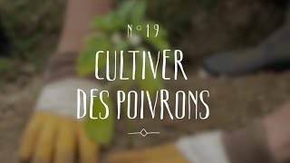 Cultiver des poivrons [upl. by Idnib]