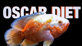 Oscar Fish Diet Guide [upl. by Hgielsa]