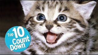 Top 10 Domesticated Cat Breeds [upl. by Igor]