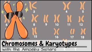 Chromosomes and Karyotypes [upl. by Anaehr]