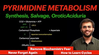 Pyrimidine Metabolism  Biochemistry  Orotic Aciduria Video [upl. by Sydel]