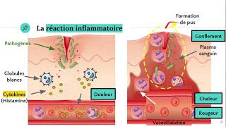 La réaction inflammatoire 🔥 [upl. by Eesyak855]