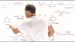 Pyrimidine Synthesis [upl. by Creedon]