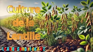 🌱 Culture des Lentilles  Du Semis à la Récolte  🍽️ Guide Complet [upl. by Leahcir348]