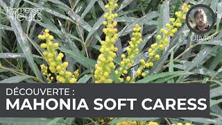 Découverte  le mahonia soft caress [upl. by Enrak160]