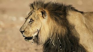 Planeta Carnívoro El León  Documental de Leones [upl. by Fayre]