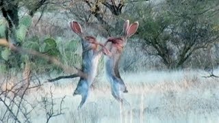 Amazing Rabbit FIGHT [upl. by Walters]