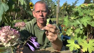 Pflanzen Vermehrung Teil 1 Stecklinge vom Storchschnabel Geranium Gärtnertipp [upl. by Richard]