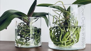 How To Grow Orchids In Full Water Culture And Semi Water Culture [upl. by Katalin]