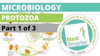 Protozoa  Microbiology  USMLE STEP 1  Part 1 of 3 [upl. by Sewole]