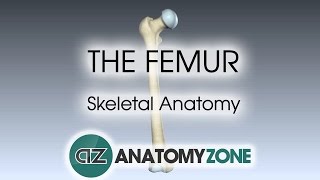 The Femur Skeletal Anatomy [upl. by Sidon702]