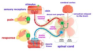 The Peripheral Nervous System Nerves and Sensory Organs [upl. by Ainitsirk]