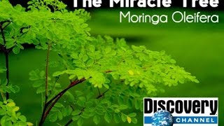 Discovery Channel  Moringa Oleifera [upl. by Pouncey]