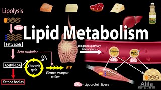 Receptor Mediated Endocytosis  LDL  Low Density Lipoprotein [upl. by Leor]