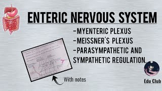 Enteric Nervous System  Myenteric plexus  Meissners plexus [upl. by Jacky]