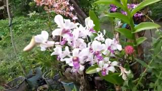 How To Prepare Rice Water as Orchid Fertilizer [upl. by Eimac]