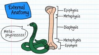 Long Bone Anatomy  Drawn amp Defined [upl. by Koeninger]