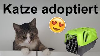 Katze aus Tierheim adoptiert Einzug  Vergesellschaftung [upl. by Ahseirej]