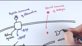 Types of Hormones  Human Physiology [upl. by Lazare388]