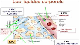 Compartiments liquidiens 1 [upl. by Llebana890]