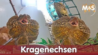 Kragenechsen  Chlamydosaurus kingii  Reptil TV [upl. by Kucik]