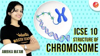 Simple Explanation of Structure of Chromosome  ICSE Class 10 Biology  Cell Cycle and Cell Division [upl. by Elocan]