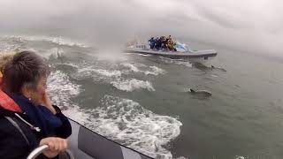 RibRide pod of dolphins in the Menai Strait Anglesey July 2018 [upl. by Remo]