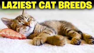 10 Laziest Cat Breeds In The World [upl. by Roz]