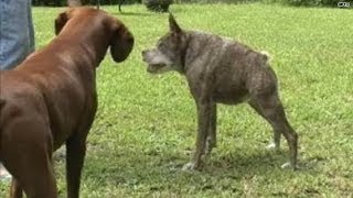 Meet the 2nd ugliest dog in the world [upl. by Annerb]