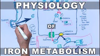 Iron Metabolism [upl. by Struve121]