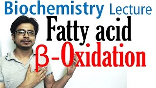 Beta oxidation of fatty acids  Fatty acid metabolism lecture 1 [upl. by Rattan]