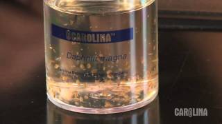 How to Care for Daphnia [upl. by Arleen]